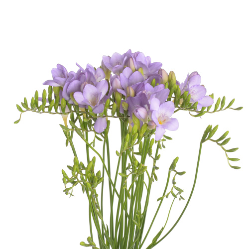 Фрезия Блю Мун (10 шт)