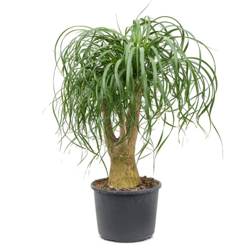 Нолина бокарнея 80/27 см