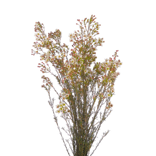 хамелациум блонди (5 шт)