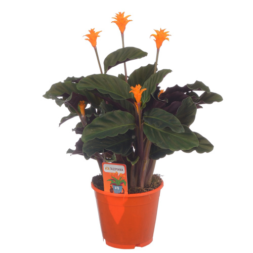 Калатея кроката тасмания 40/14 см