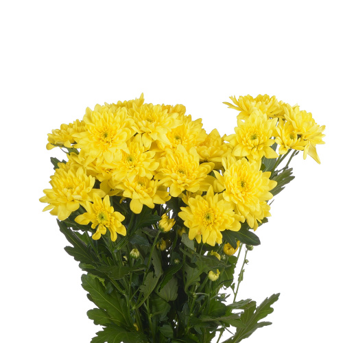 Пина колада желтая хризантема кустовая (5 шт)