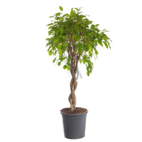 Фикус бенджамина плетеный ствол 140/27 см