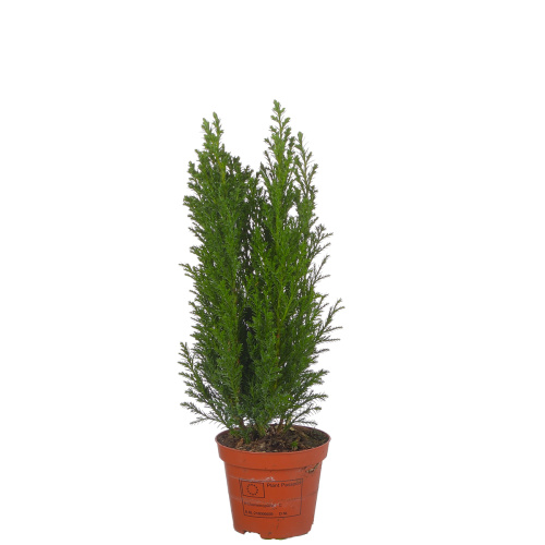 Кипарис элвуди 35/9 см