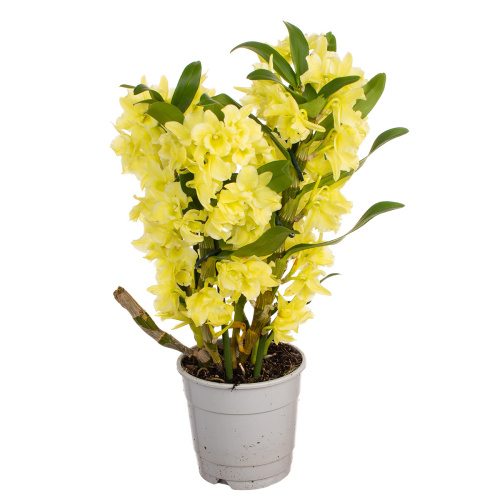 Орхидея дендробиум аполлон йеллоу 3 цв 50/12 см