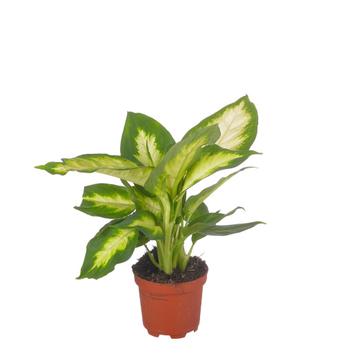 диффенбахия камилла 25/9 см