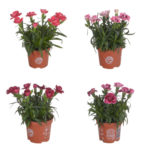 Гвоздика оскар 15/9 см