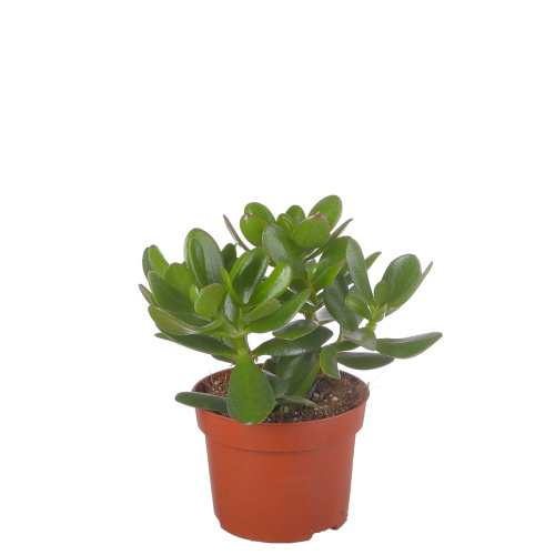 Крассула Мэджикал тре 20/12 см