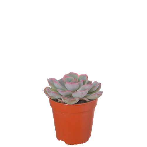 Эхиверия мистери 10/5 см