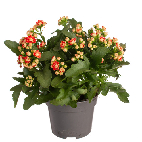 Каланхое женева 25/14 см