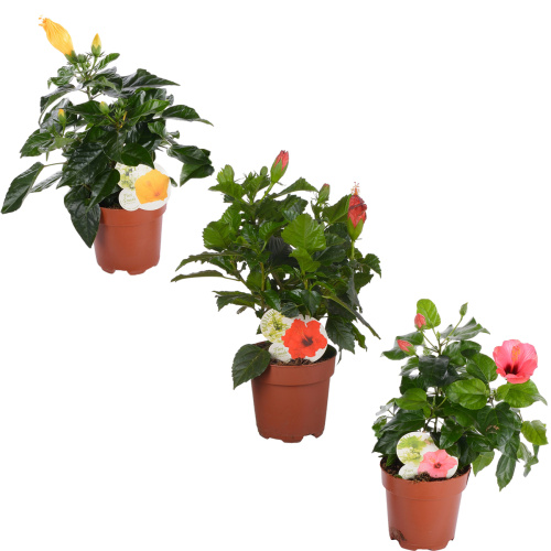 гибискус санни микс 35/13 см