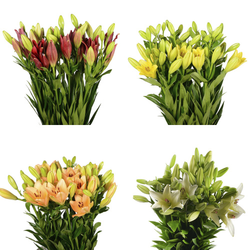 лилия азиатская микс (10 шт) разные цвета