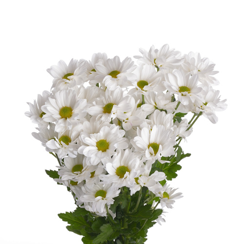 Кеннеди хризантема кустовая (5 шт)