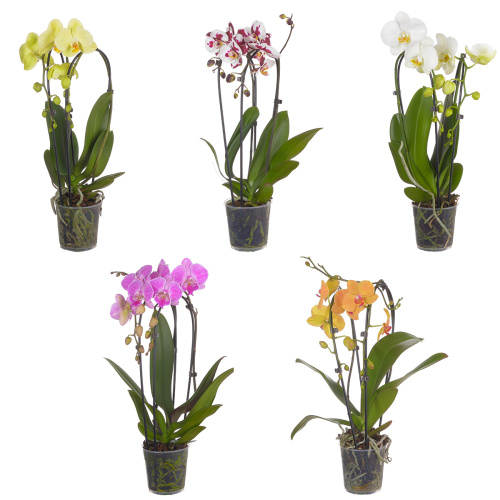 Орхидея фаленопсис каскад микс 2 цв 60/12 см