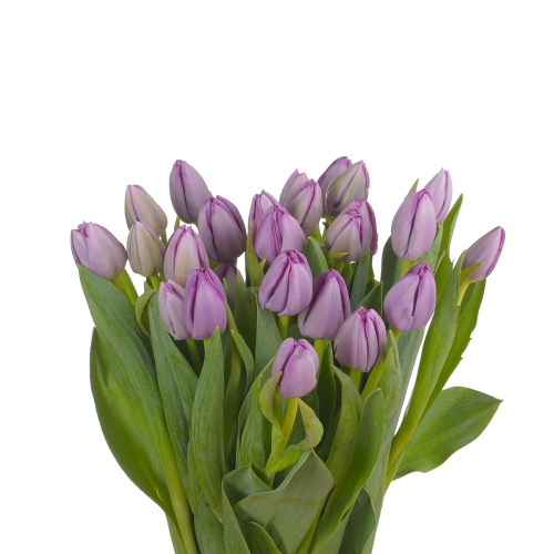 Тюльпан сайгон (25 шт)