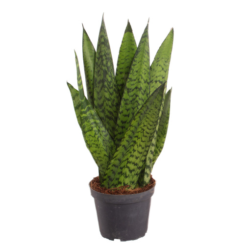 Сансевиерия аубританиана 40/12 см