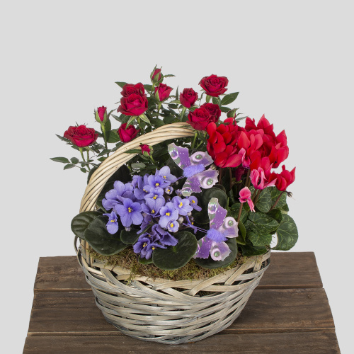 Композиция из растений 03