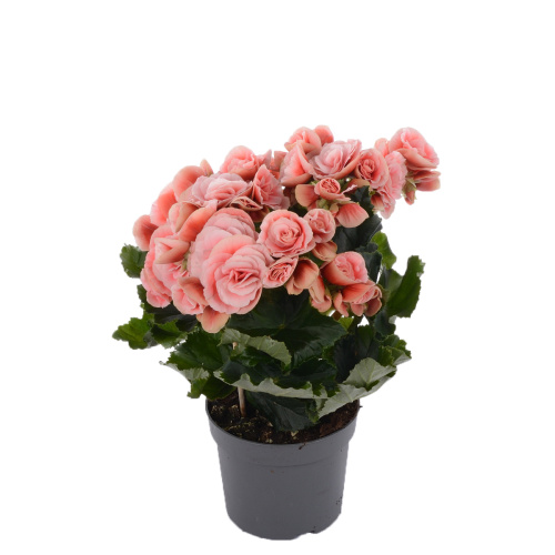 Бегония Бориас 30/13 см