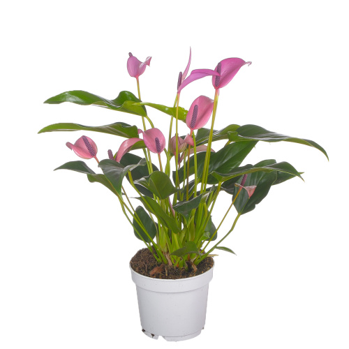 Антуриум зизу перпл 40/12 см