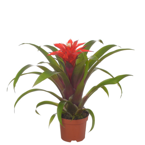 Гузмания конфетти 30/10 см