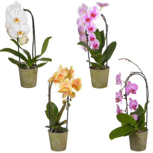 Орхидея фаленопсис каскад микс 1 цв 60/12 см