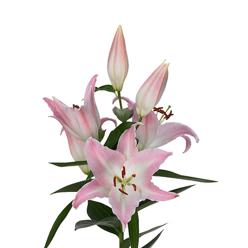 Лилия виллек альберте (5 шт)