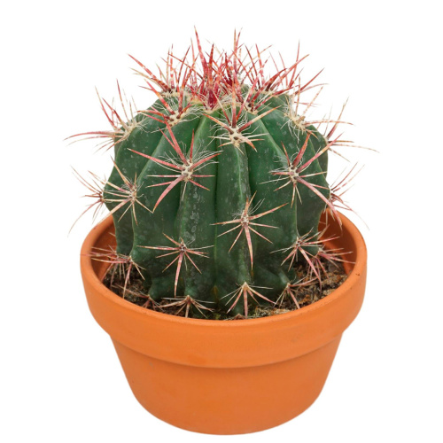 Кактус феррокактус пиллосус 25/17 см