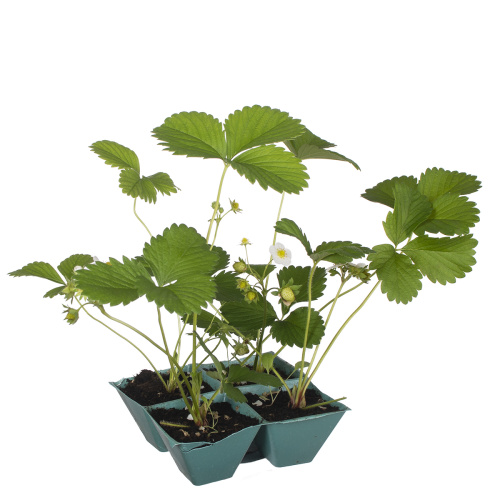 Рассада клубника (х4)