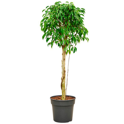 Фикус бендж. колумнар 130/34 см