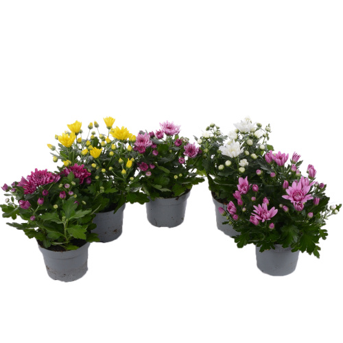 хризантема махровая 25/12 см