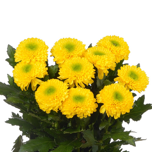 Бразилиана хризантема одноголовая (10 шт)