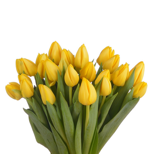 Тюльпан нови сан (25 шт)