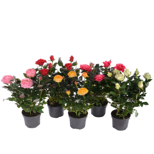 роза кордана гранде 30/10 см