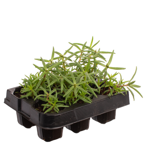 Рассада портулак (х6)