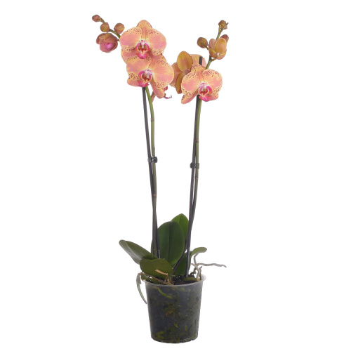 Орхидея фаленопсис уайлд пич 2 цв 55/12 см