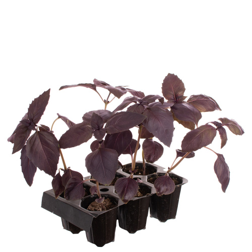 Рассада базилик (х6)