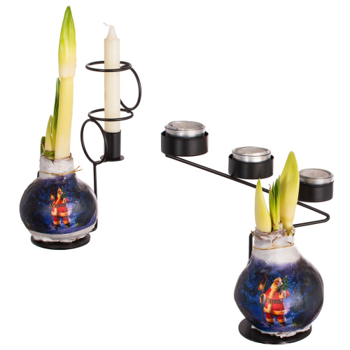 Гиппеаструм в воске дед мороз 20 см