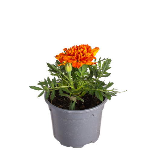 Тагетес оранж 15/9 см