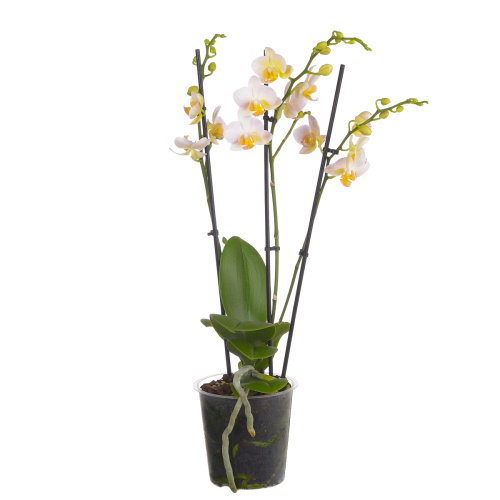 Орхидея фаленопсис мульти бургунди 3 цв 50/12 см