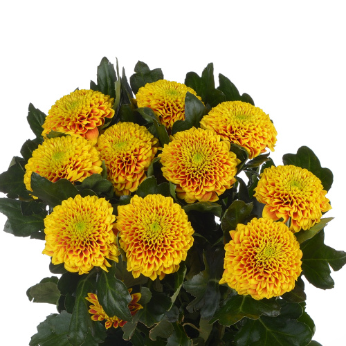 Тропикана хризантема одноголовая (5 шт)