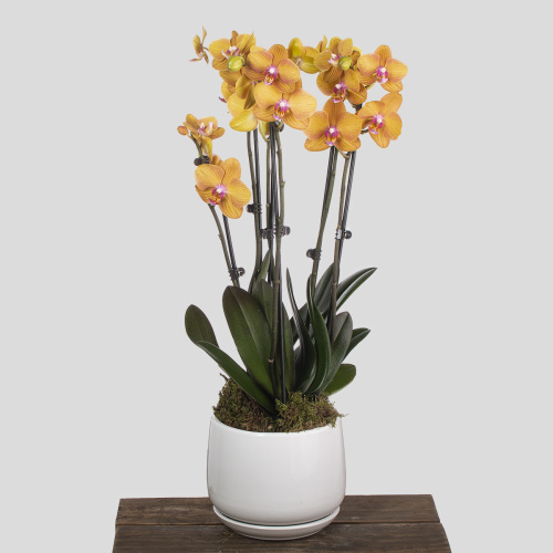 композиция из растений 20