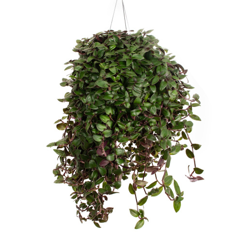 Традесканция вельвет хилл 35/17 см