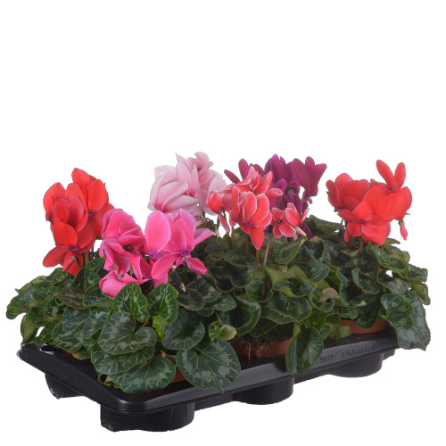 Цикламен микс 30/13 см