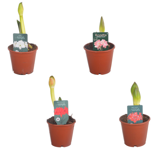 Гиппеаструм микс 2 цв 25/14 см