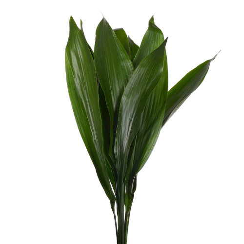 Аспидистра (банч)