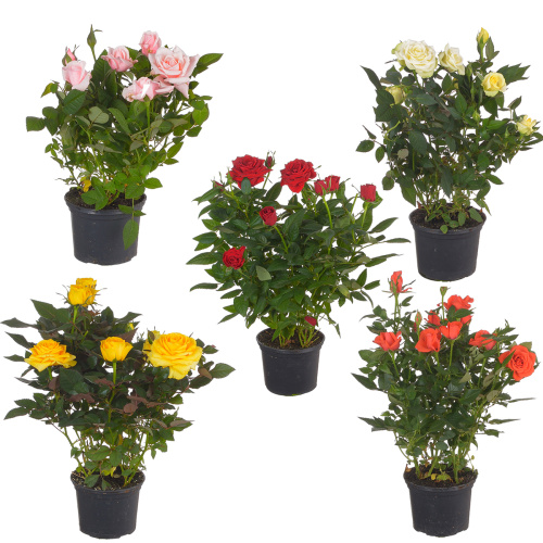 Роза кордана микс 30/10 см (др)