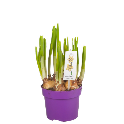 Нарцисс тет а тет 15/12 см