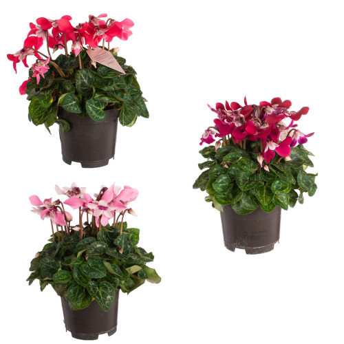 Цикламен джикс микс 20/10 см