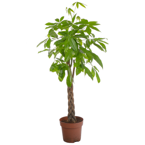 Пахира агуатика 120/27 см