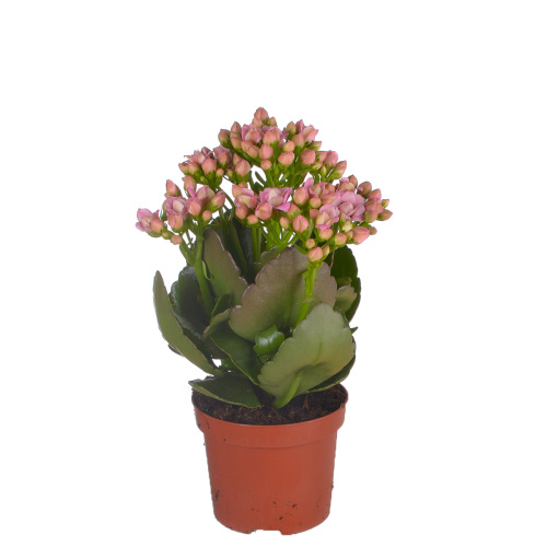 Каланхое лиллиан 20/9 см