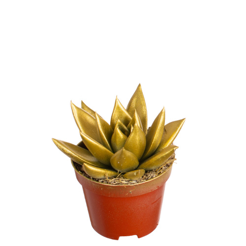 Эхиверия миранда голд 10/6 см